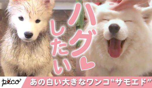 【特集サモエド犬】あの、白くて大きな甘えんぼうの魅力が…♡