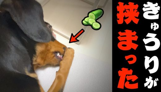 歯に挟まったキュウリを必死に取ろうとする犬がかわいい