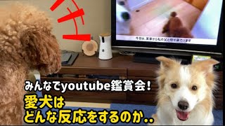 【ボーダーコリー】思わず話しかける犬画面に映る自分に愛犬はどう反応する？【トイプードル】