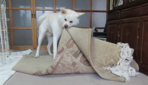 【秋田犬ゆうき】カーペットを引っ剥がすレベルは日常の風景なので誰も反応しない【akita dog】