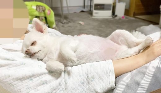 何をされてもママの上から離れない犬　チワワのコハク