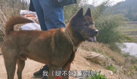 带着中华田园犬去看望外婆，看看螃蟹是愿意陪着外婆，还是跟着我