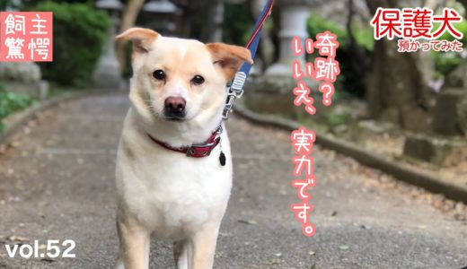 【保護犬預かり】かもめの奇跡。【ついに】