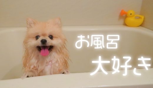 お風呂が大好きになったモチ【ポメラニアン犬】