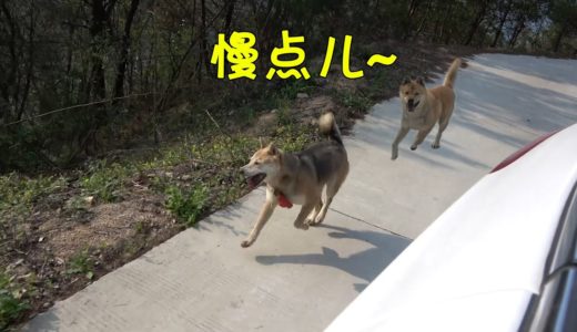 中华田园犬小白山中负伤却因祸得福，阿黄和灰灰一路追车累得够呛