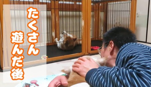 遊んだ後は布団でゆったりな老犬とケージでも元気いっぱいな若犬　柴犬まめとちゃめ