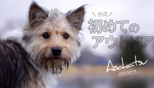 朝５時起きで保護犬姉妹と誰もいない湖畔でピクニック【ヒュッゲ】