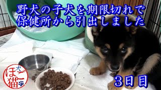 【子犬　保護犬　野犬】野犬の子犬を保健所から引き出しました　3日目