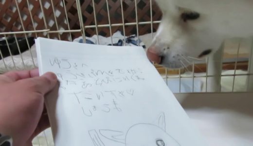 【秋田犬ゆうき】大好きなお兄ちゃんたちから嬉しいお手紙と絵が届きました【akita dog】