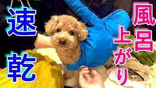 お風呂中の犬の姿にパパとママがツボって最高に笑ったｗ【トイプードル】