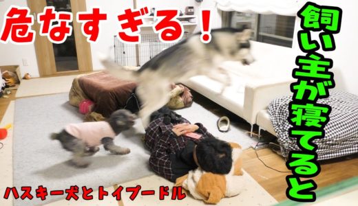 飼い主が寝てる時の犬の様子が危険すぎる！