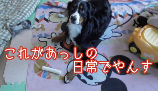 【大型犬の日常】なんてない1日を過ごす　バーニーズマウンテンドッグ　 bernese mountain dog