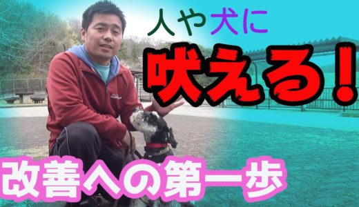 【犬のしつけ　吠える】散歩で人や犬に吠える。問題解決へ簡単に出来る第一歩♪