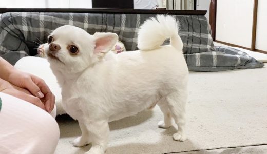 あげずにはいられない犬の可愛いちょうだいっ！！猫なで声も使えるチワワのコハク