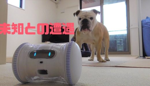 自分を人間と思い込んでる犬VS最強AIロボット