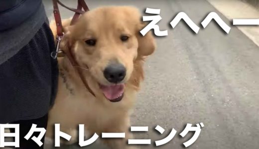 【小技】引張り犬アムロがリードを一巻きすると急におとなしくなった