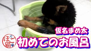 【子犬　保護犬　多頭飼育】保健所から連れてきました　当日の様子