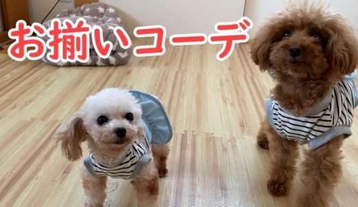 おそろいのお洋服が可愛すぎる保護犬姉妹