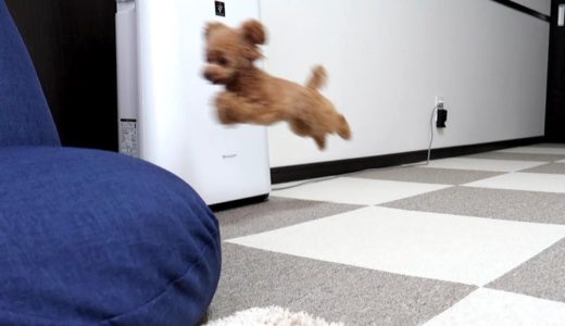 家で1匹大運動会する犬をただ眺めたい【トイプードルのコロン】