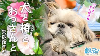 犬と椿とおっさんと【京都総神社】