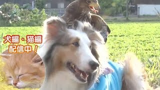 「どうぶつピース！！かわいい大図鑑」犬編（58）大好きなあの子とかくれんぼ 他