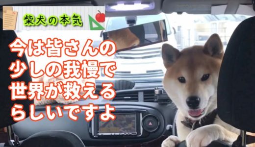 【柴犬】ねえちゃんと柴犬と桜。花は桜木、犬は柴。そして日本犬は刺身が好き( ´ ▽ ` )な柴犬の本気【shiba inu】※超難問クイズ2問！いや、3問！？