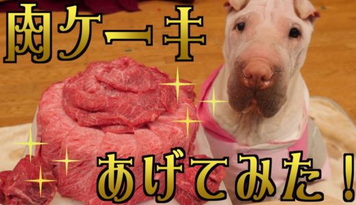 犬のYouTube史上最もゴージャスな誕生日ケーキ！これはやべぇ！！