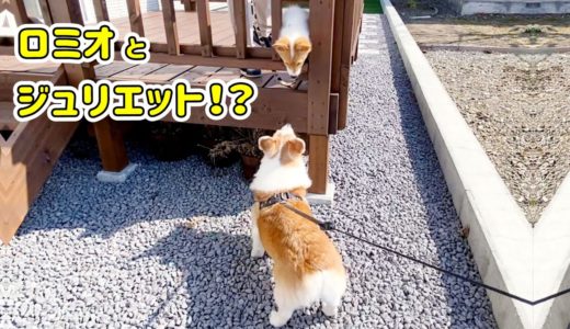 外で再会した先輩犬と子犬【コーギー】