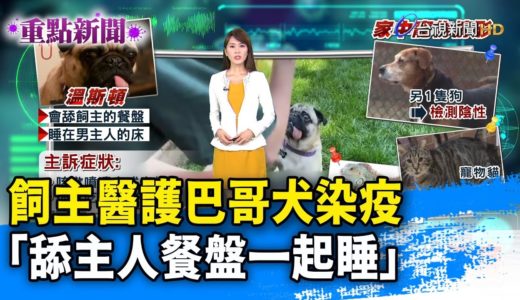 飼主醫護巴哥犬染疫「舔主人餐盤一起睡」【重點新聞】-20200429