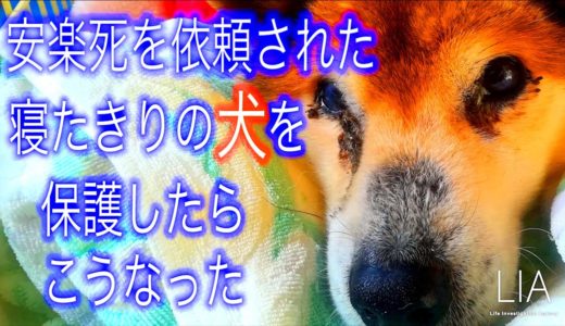 安楽死を依頼された「寝たきりの犬」を保護したらこうなった！　※チャンネル登録をしてLIAの活動を応援してください。