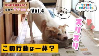 【保護犬サチ日記Vol.4】急にスリスリ！この行動は一体！？