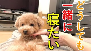 どうしてもパパママと同じ毛布で一緒に寝たい犬が可愛いｗ【トイプードル】