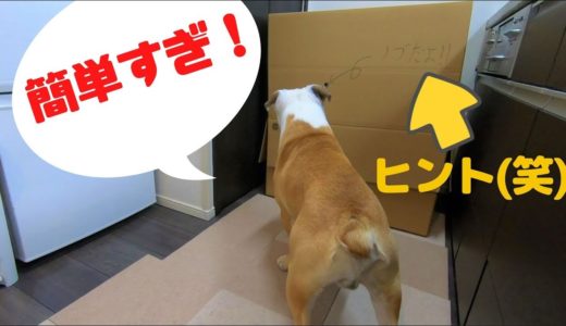 天才犬とかくれんぼしたら大爆笑で腹筋崩壊した！！