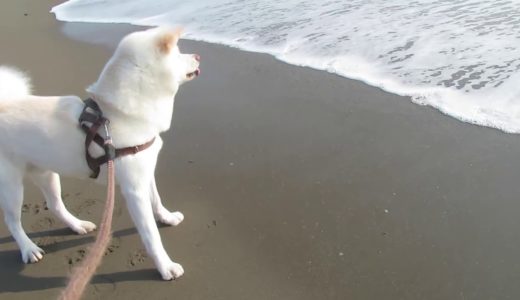 【秋田犬ゆうき】良かれと思って連れてこられた海だが波が怖くて全然落ち着かない【akita dog】