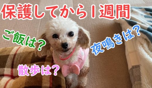 保護犬トイプードルが来て１週間