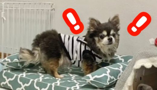 危機管理能力の高いチワワ【犬】