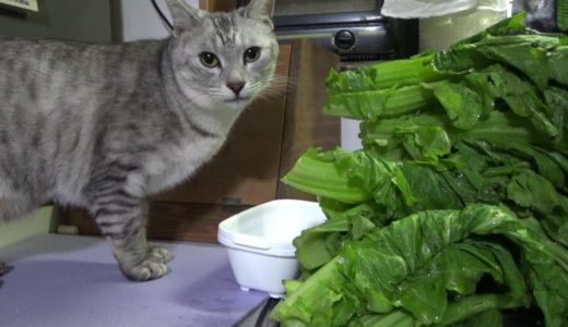 犬と猫といつもと違う桜の季節