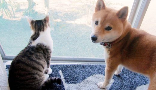 春の風が心地よさそうな犬と猫