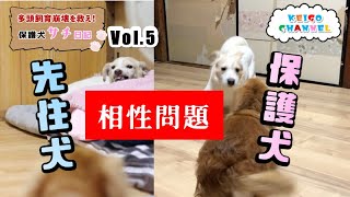 【保護犬サチ日記vol 5】先住犬との相性問題…