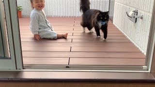 犬のように投げたボールを拾って戻ってくる猫　ラガマフィン　A cat returning like a dog picking up the thrown ball