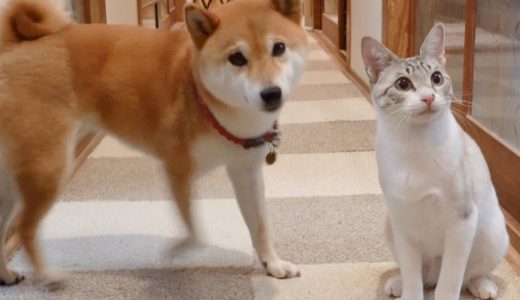 犬より「持ってこい」と「お座り」が上手にできてしまった猫