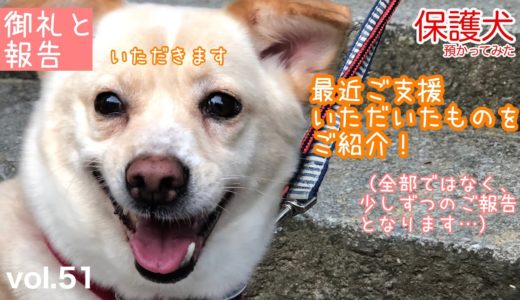 【保護犬預かり】ご支援のお礼とご報告【いつも本当にありがとうございます】