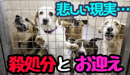 現在犬猫の殺処分数…保健所でのお迎えについて‼︎