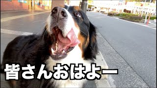 大型犬飼い主のモーニングルーティン