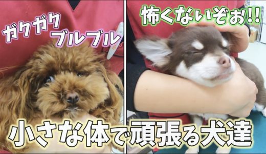 トイプードルとチワワの子犬☆犬の病院で必死に耐える2匹の犬達に感動！