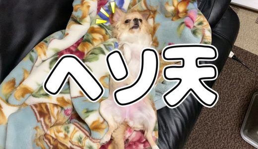 【犬 Vlog】最近ヘソ点全開姿で寝る我が家のお姫様チワワがこちらです