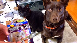 犬と子猫にこのおやつをあげてみたら凄い事になった。。