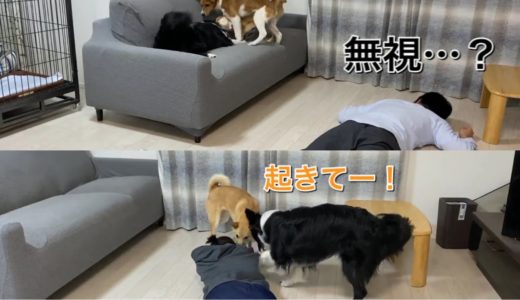 パパとママで対応が変わる犬の反応が面白かったw