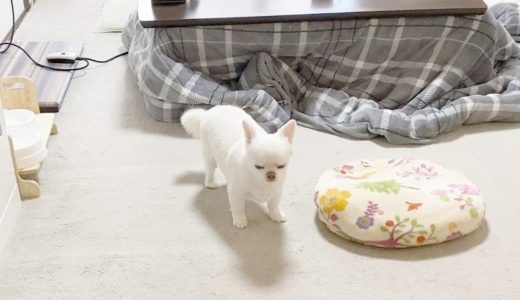 おならをした時の犬の反応www｜チワワのコハク