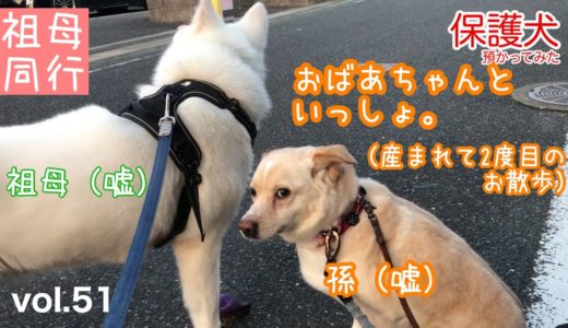 【保護犬預かり】おばあちゃんとお散歩。【散歩トレーニング2回目】